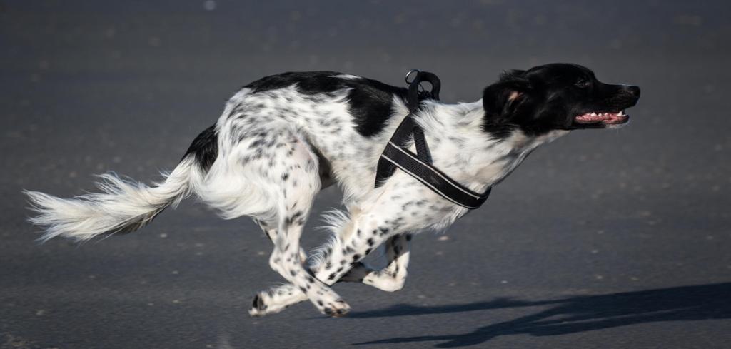A black and white dog sprinting. Photo. 