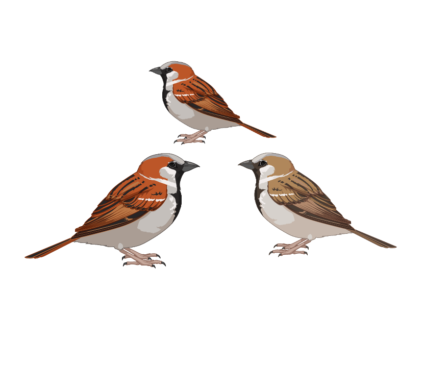 Tre spurvefugler med brun rygg og grått bryst utgjør en populasjon. Illustrasjon.