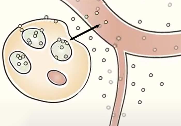 En celle med kjertler som slipper ut hormoner til en blodåre. Illustrasjon.