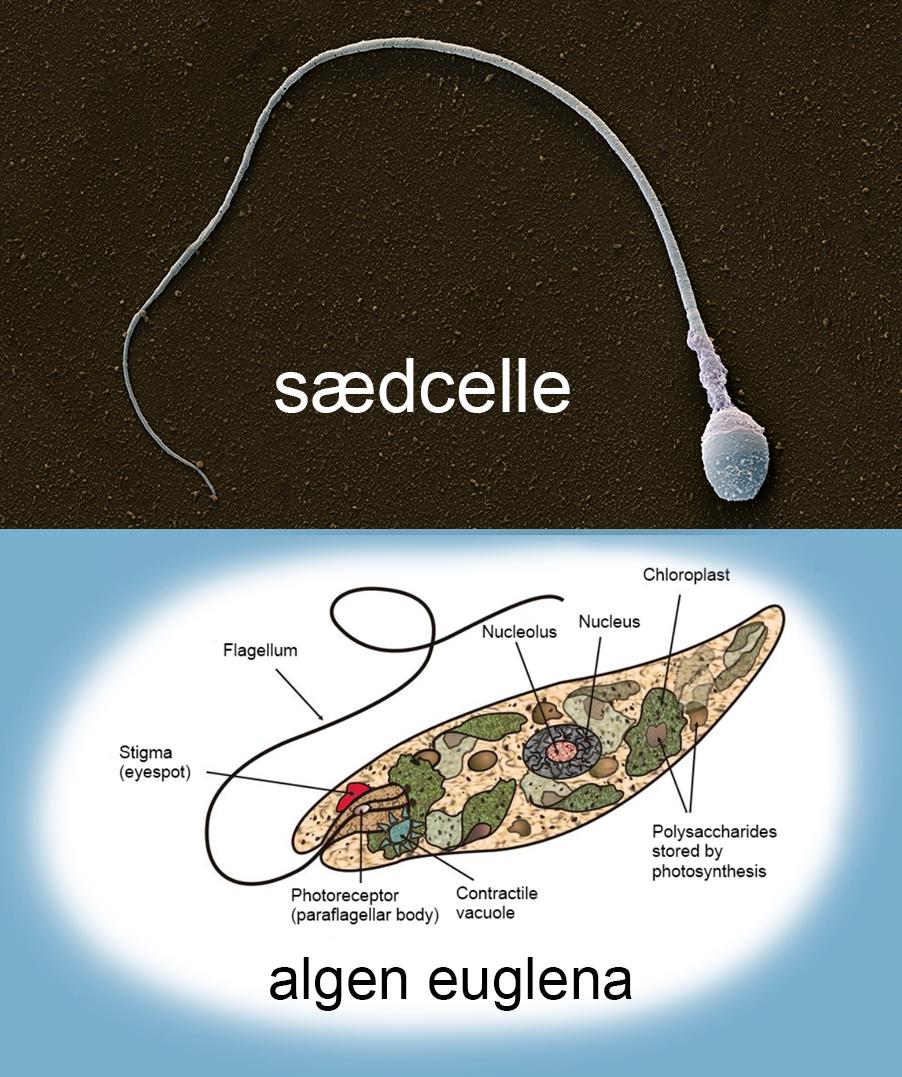 Bilde av en sædcelle og en alge med flagell.