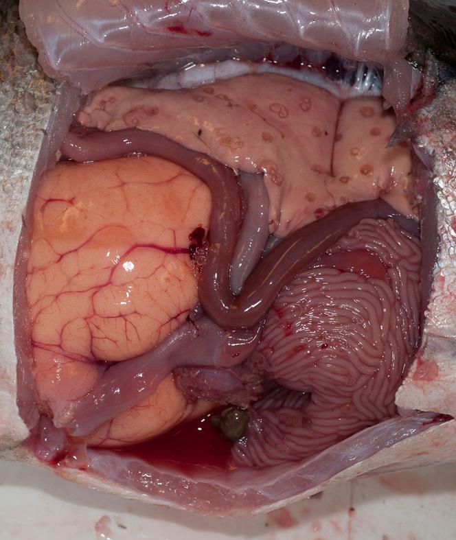 Indre organer hos sei ved disseksjon. Foto.