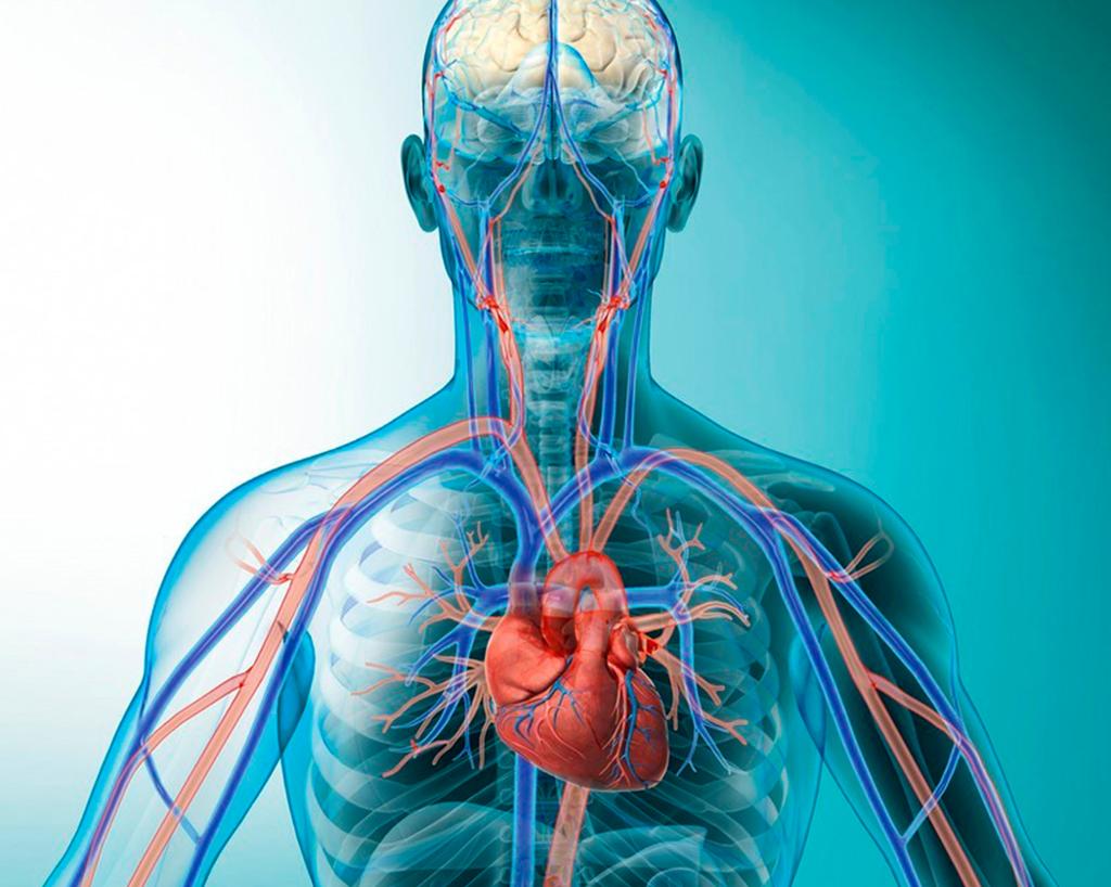 Sirkulasjonssystemet i overkropp med hjarte, arterier, vener og kapillærer. Illustrasjon.
