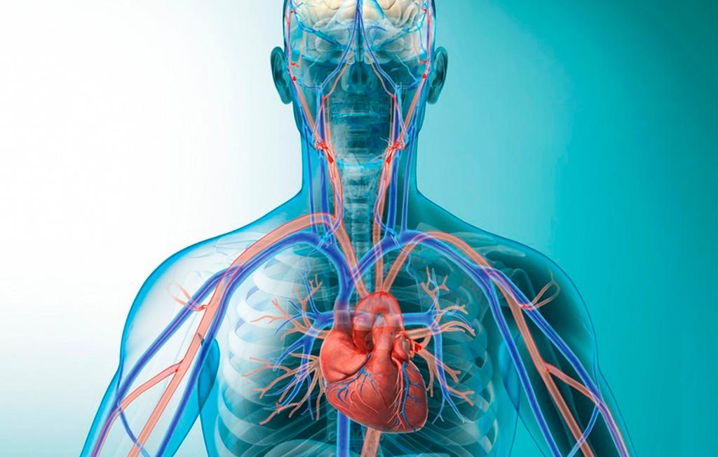 Sirkulasjonssystemet i hjerte og overkropp. Illustrasjon.