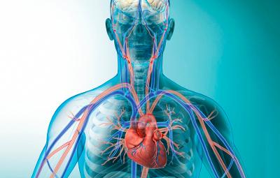 Sirkulasjonssystemet - hjerte og overkropp. Illustrasjon.