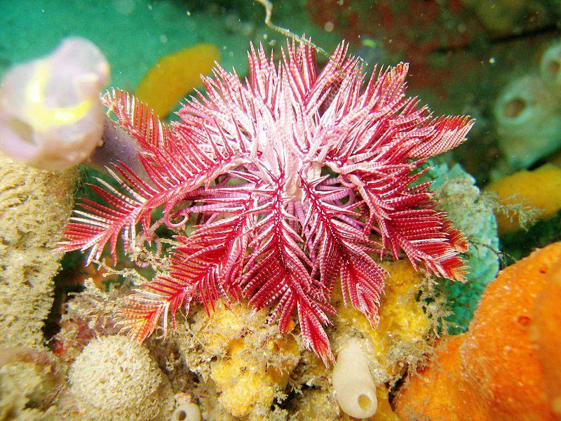 En blomsterlignende struktur på havbunnen. Foto. 