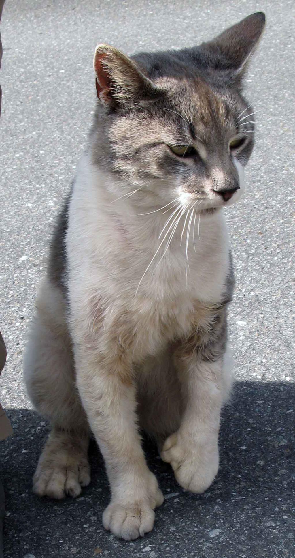 Katt med ekstra tær foran og bak.