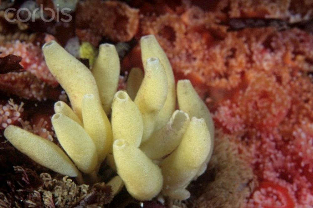 Hvite, rørformede svamper i korallrev. Foto.