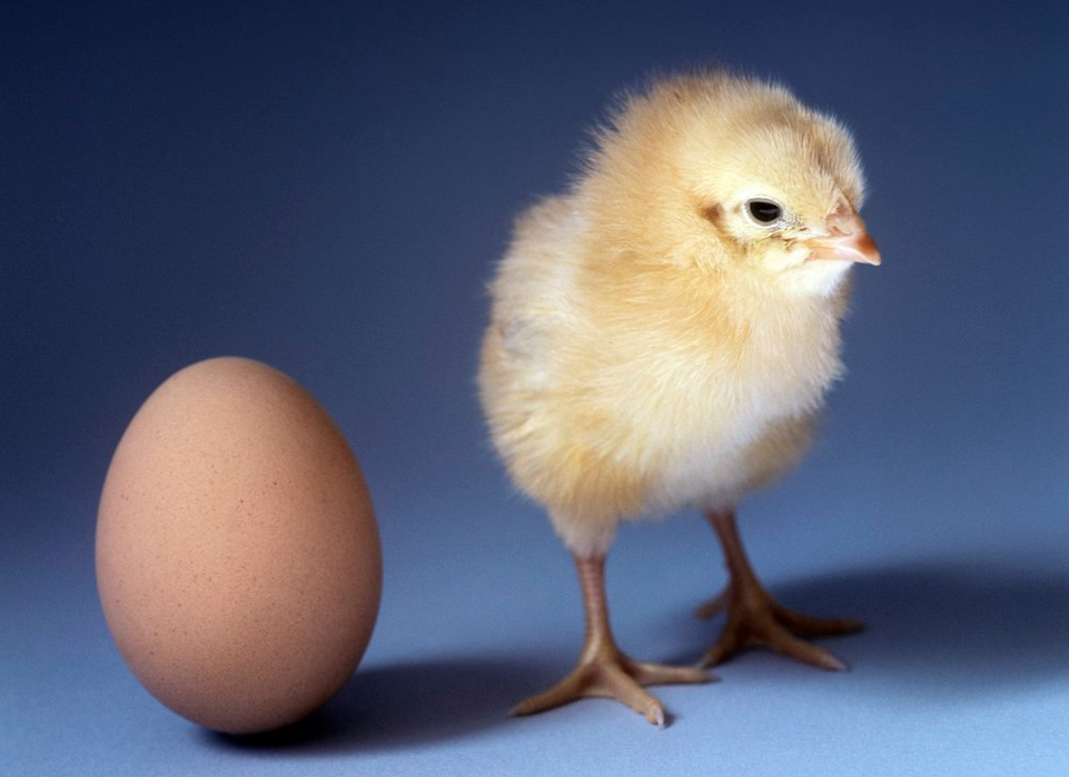 Kylling og egg. Foto.