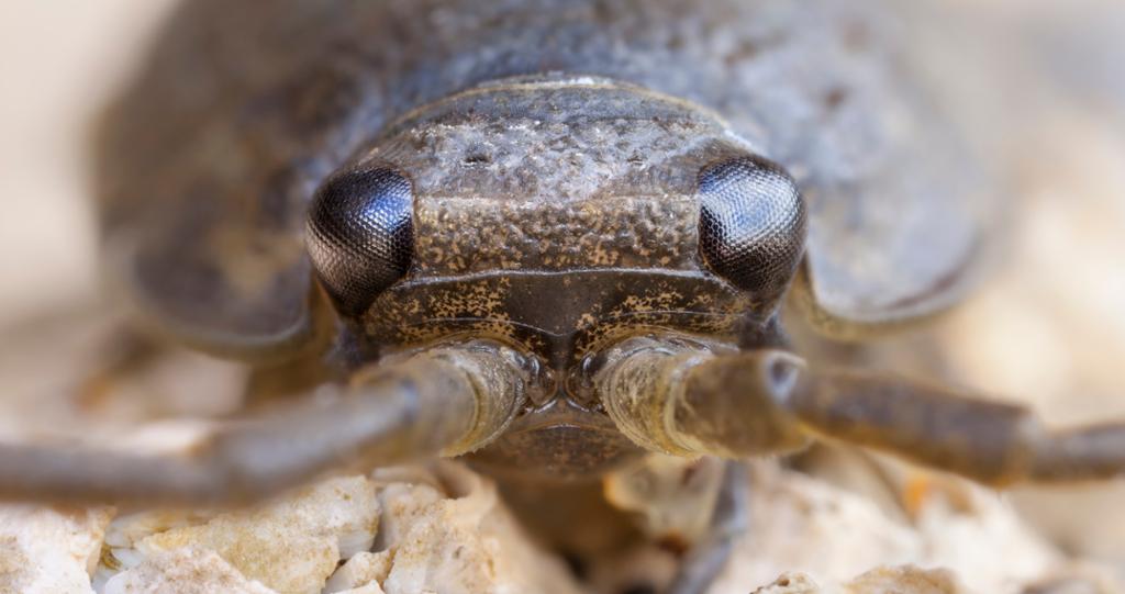 Nærbilde av strandskrukketroll. Det har to store antenner. Øynene sitter på hver side av hodet, og består av mange småøyne. Foto.