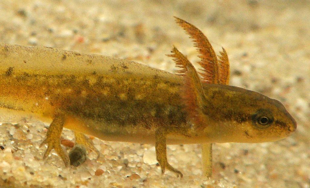 Liten salamanderlarve med utvendige gjeller svømmer på grunt vann.