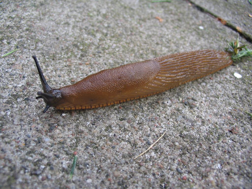 Snail.photo.