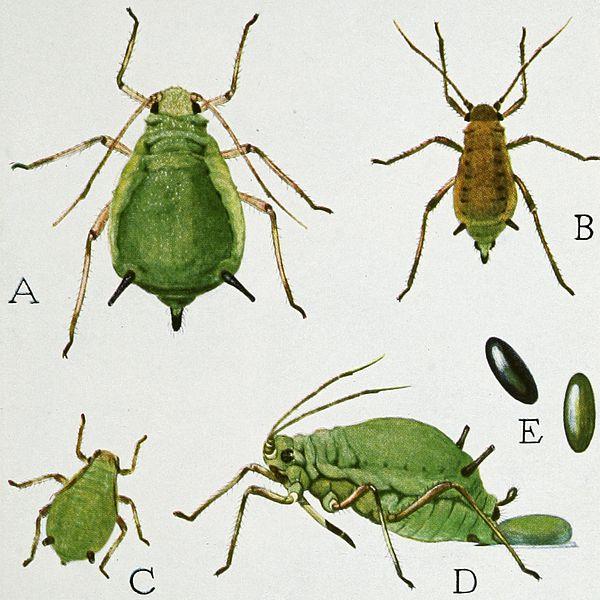 Fem illustrasjoner viser livssyklusen til bladlusa: egg, nymfe, voksen og voksen sett fra siden. Illustrasjon.
