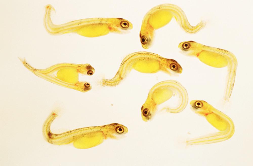 Foto av mange gule og små fisker