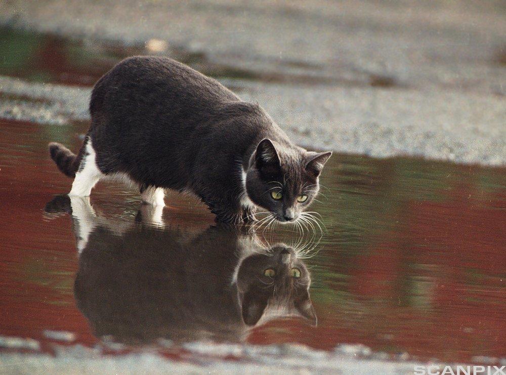 Katt som drikker vann. Foto