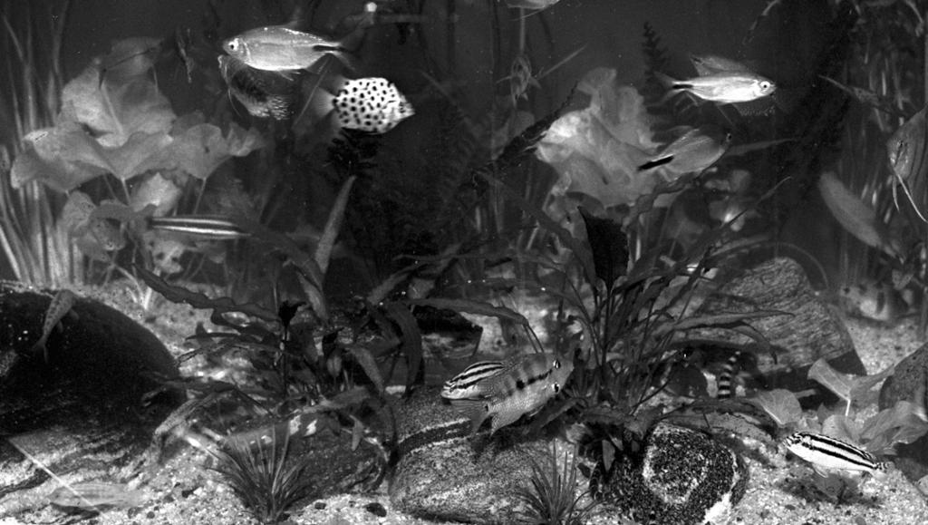 Svarthvitt bilde av et akvarium med fisk, sand, steiner og akvarieplanter. Foto.
