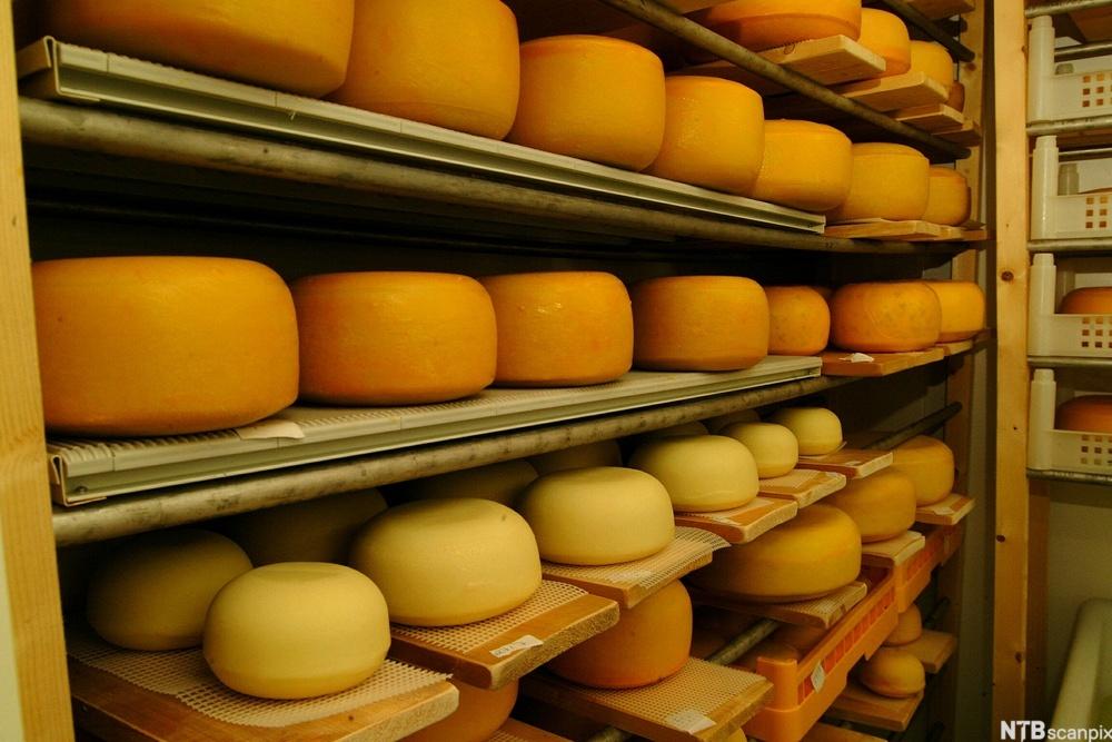 Lagring av ost på et lager. Foto.