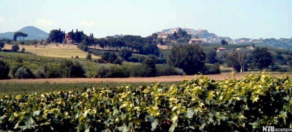 bilde av Vinmarker rundt Montepulciano
