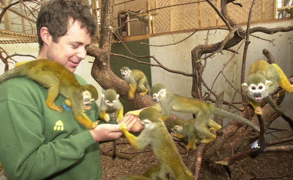 Dyrepassar matar små apekattar frå handa. Foto