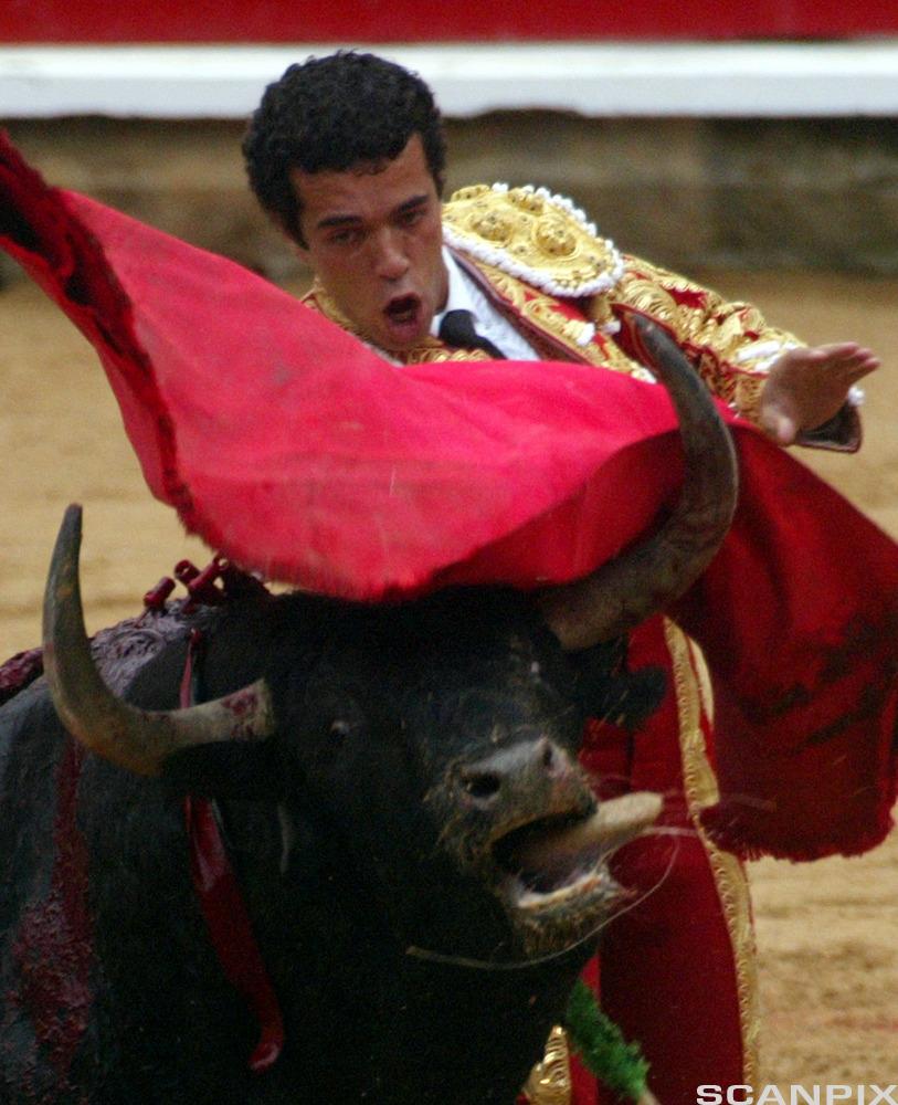 Spanish bull fighting