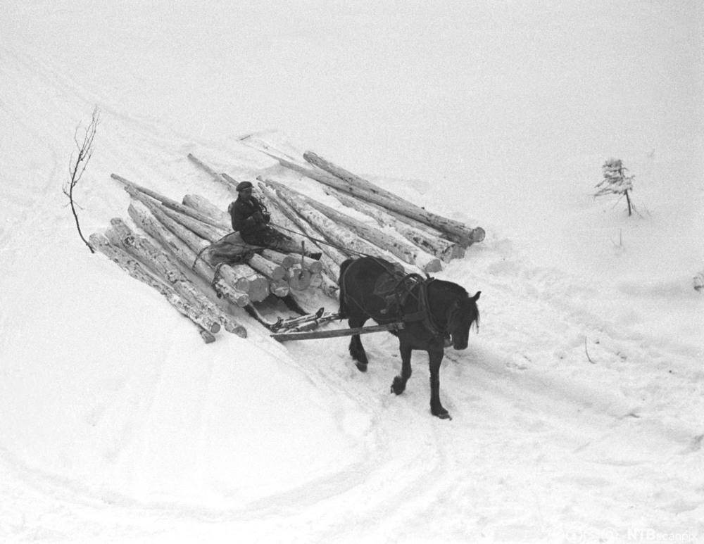 Hest trekker tømmerlass på vinterføre. Svart-kvitt foto.