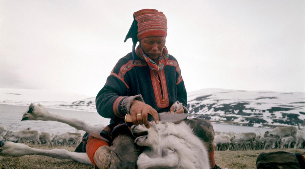 En samisk mann sitter over en rein på vidda og fører kniven mot strupen på den. Fjell, sjø og en reinflokk i bakgrunnen. Foto.