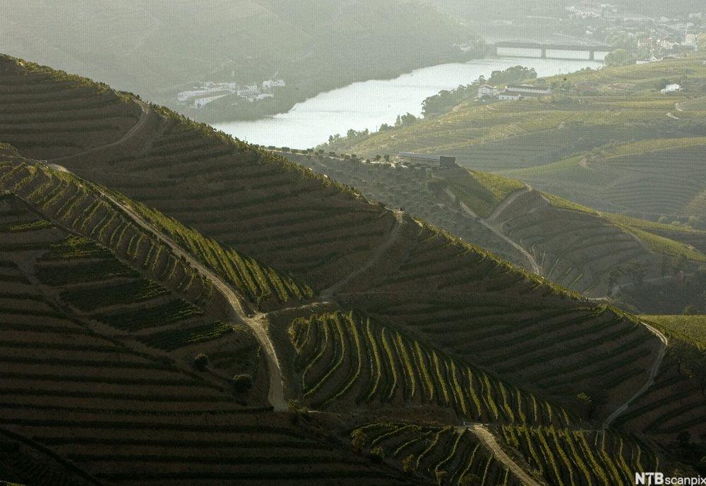 Bratte vinmarker ved elva Douro. Foto.