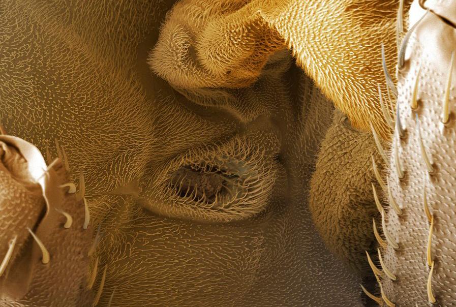 Mikroskopbilete av eit spirakel på ei bananfluge. Foto.