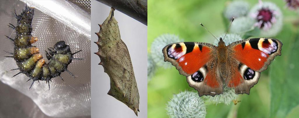 Utvikling fra larve og puppe til ferdig sommerfugl. Foto.