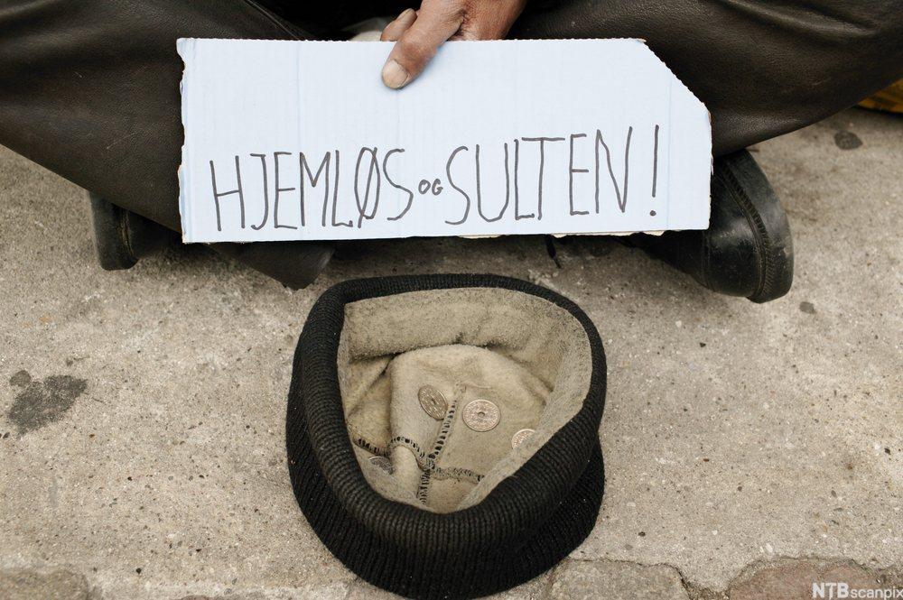 Tigger med plakat "hjemløs og sulten" på gata. Foto.