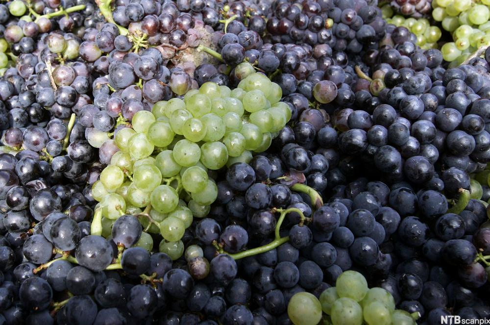 Chardonnay og pinot noir druer som brukes til å lage champagne. Foto.