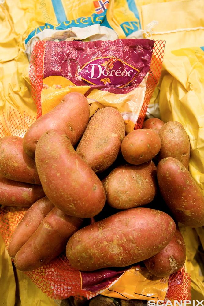 Potatoes. Photo.