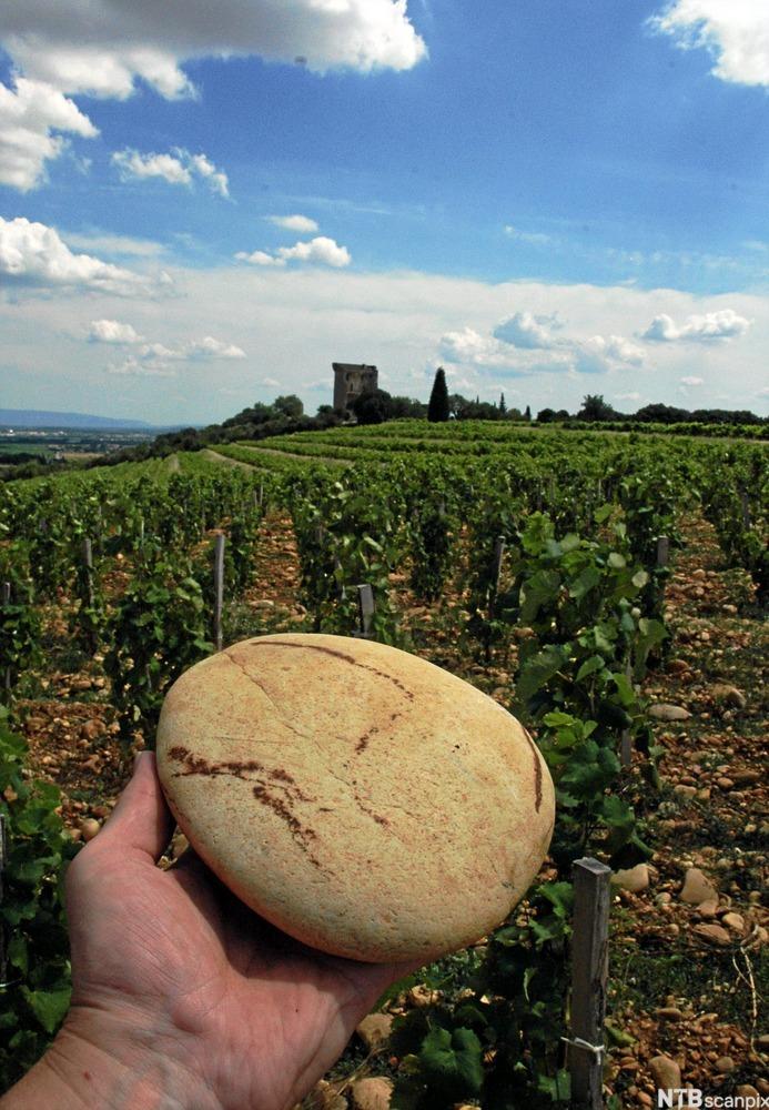 En hånd med en rullestein foran en vinmark i Frankrike. Foto.