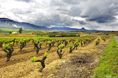 Landskapsbilde over Rioja med buskvinstokker