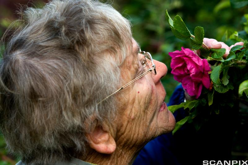 Eldre dame lukter på blomst. Foto