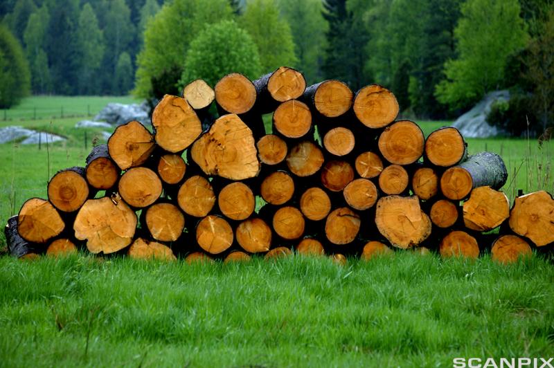 Tremateriale: Stabel med tømmer i skogkanten