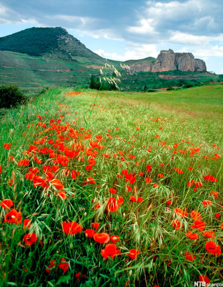 Røde blomster i front med fjellpartiet Rioja med Castillo de Clavijo i bakgrunnen. Foto.
