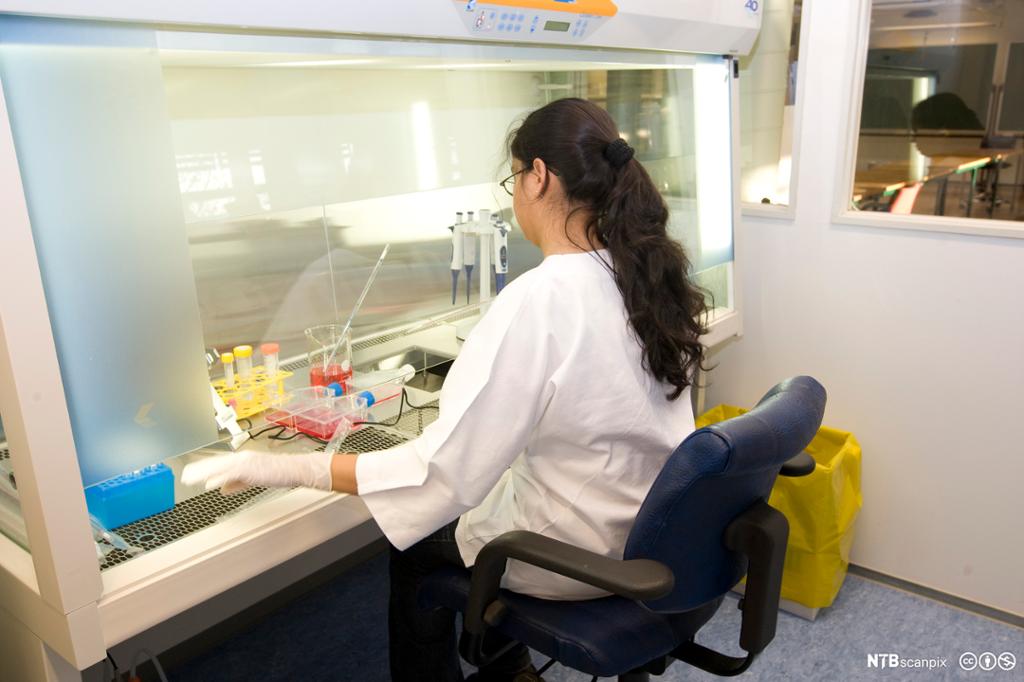 En forsker sitter og arbeider i et labor på Senter for stammcelleforskning. Foto.