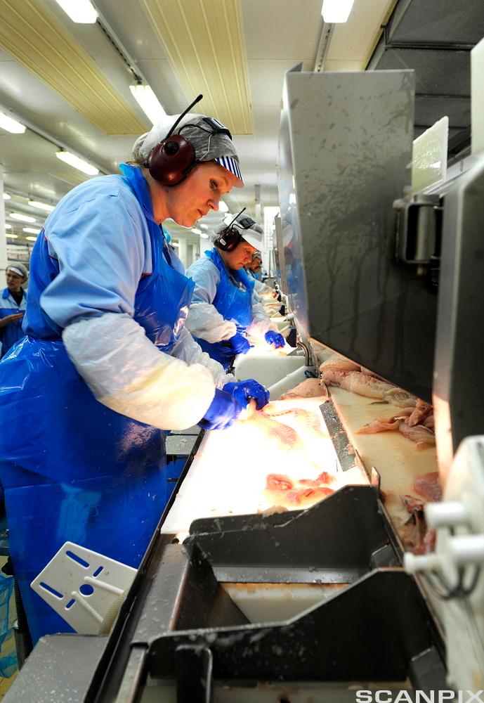 Tilsette ved eit samleband på Melbu fiskeindustri. Foto.