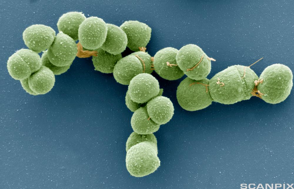 Grønne, runde bakterier.