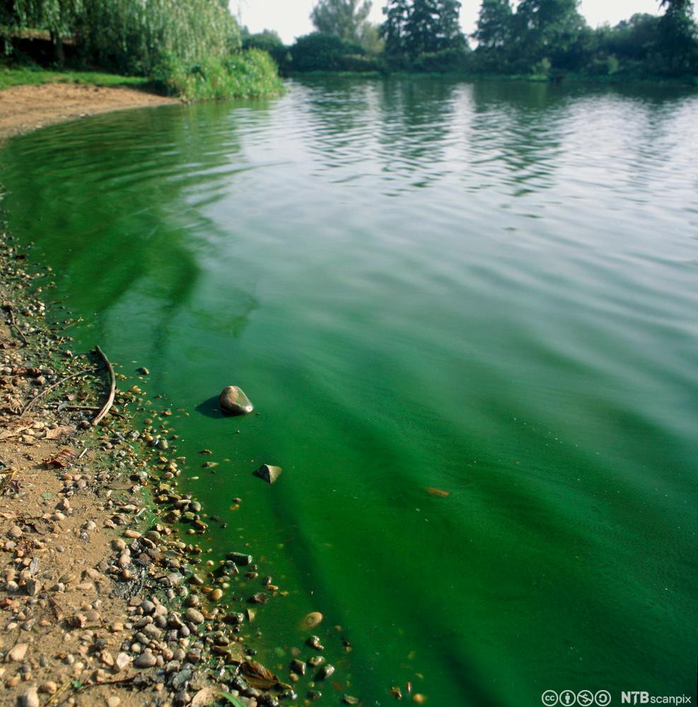 Grønt vann i en innsjø. Foto.