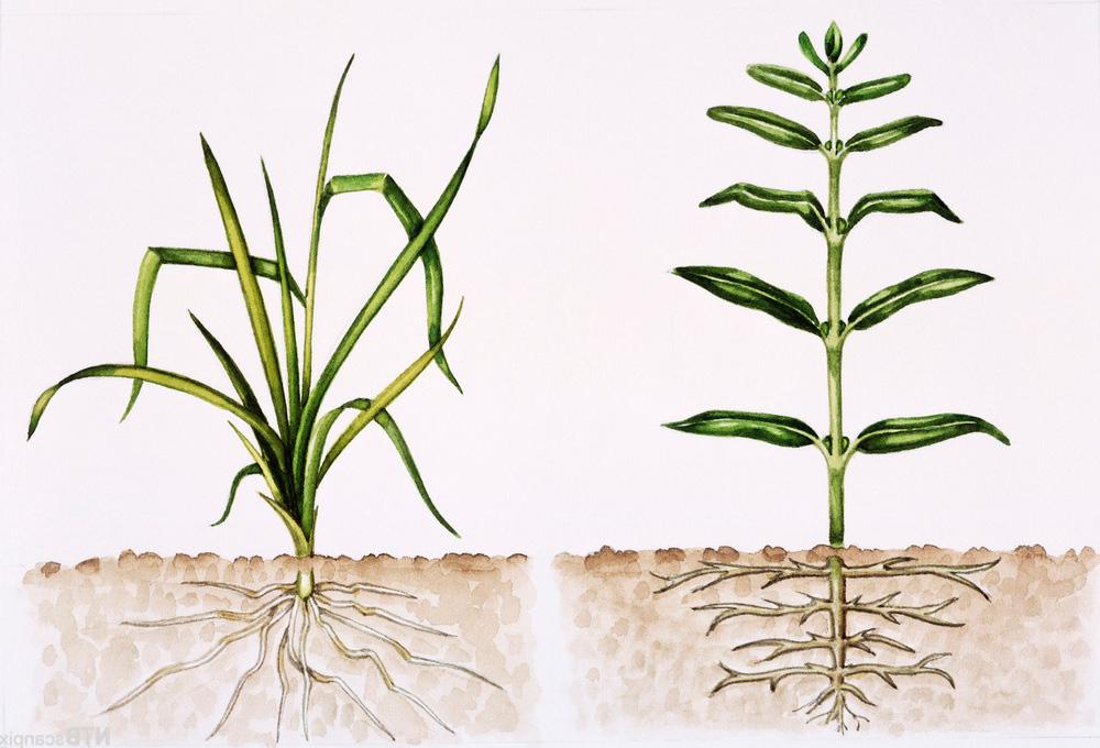To ulike planter med røtter og bladverk ved siden av hverandre. Illustrasjon. 