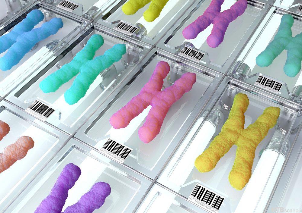 Kromosomer merket med barcode.
