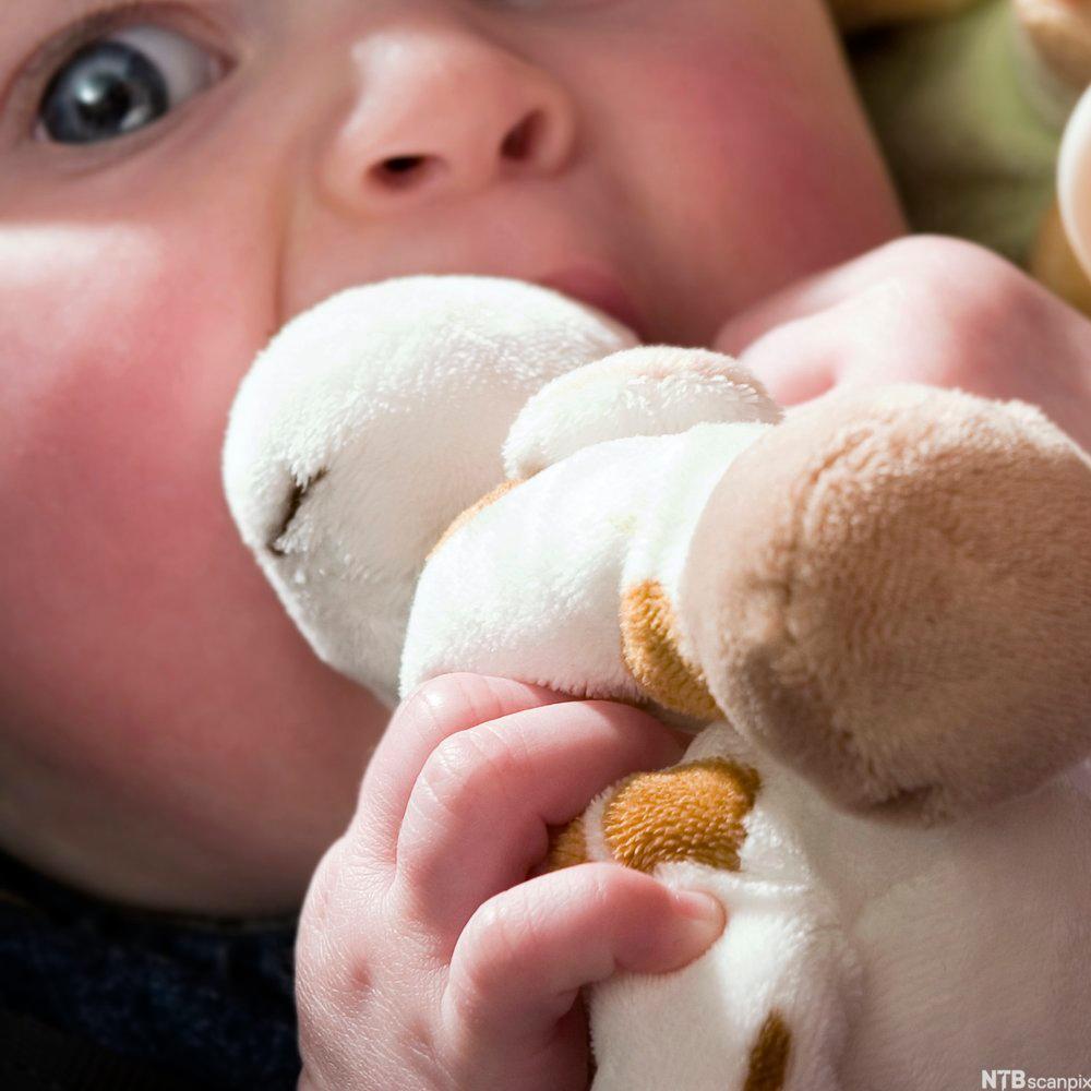 En baby putter en bamse inn i munnen.