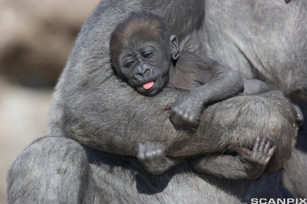 Liten, svart gorillababy holder seg fast i armen på voksen gorilla. Foto.