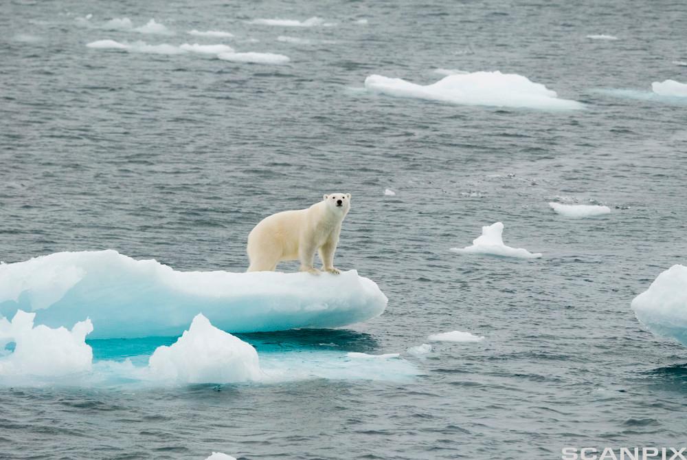 En isbjørn står på et isflak, omgitt av hav. Foto.