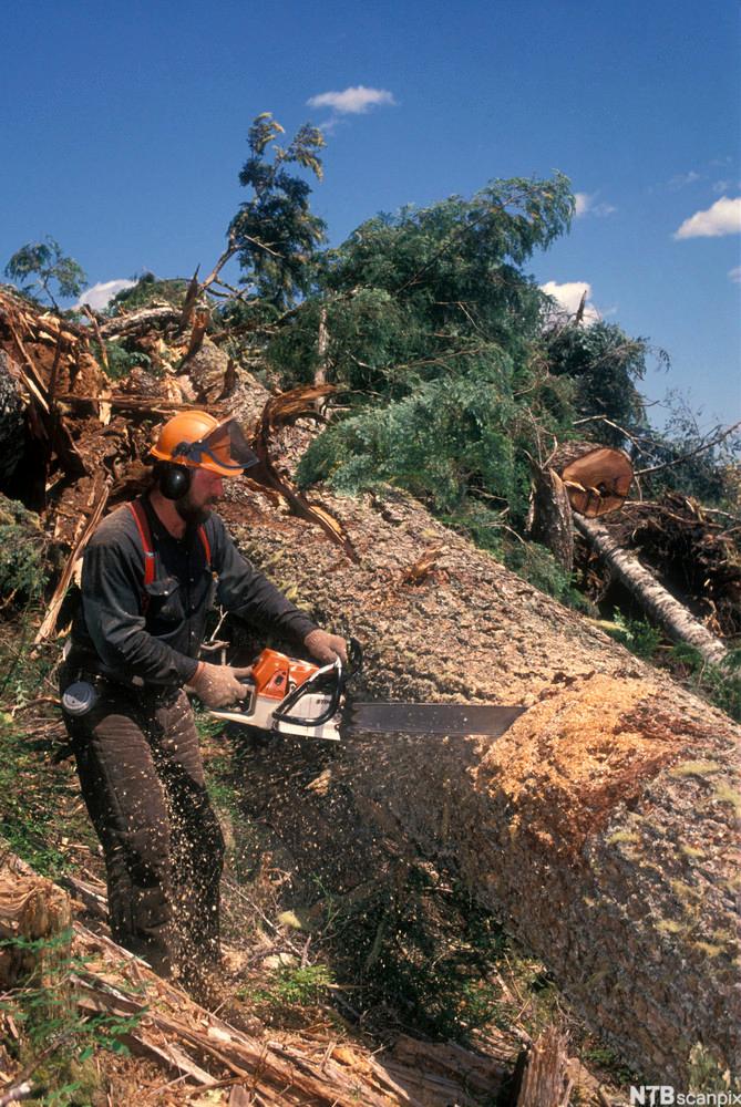 Logging. Foto.