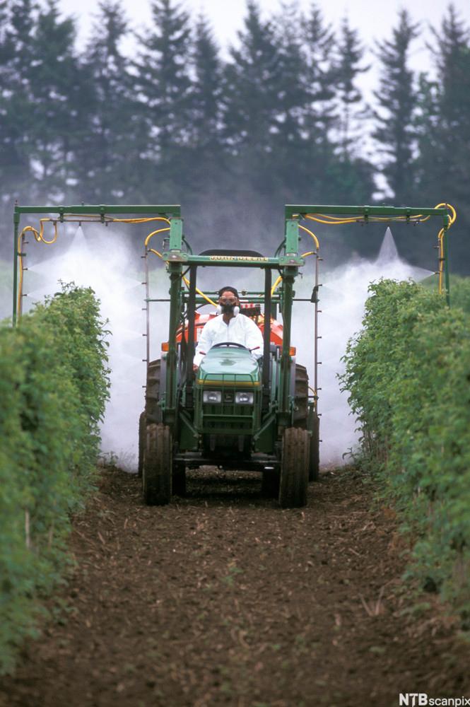 Crop Spraying. Photo.