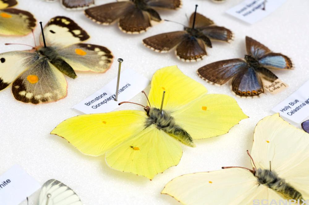 Døde sommerfugler festet med nåler til ei isoporplate. Foto.