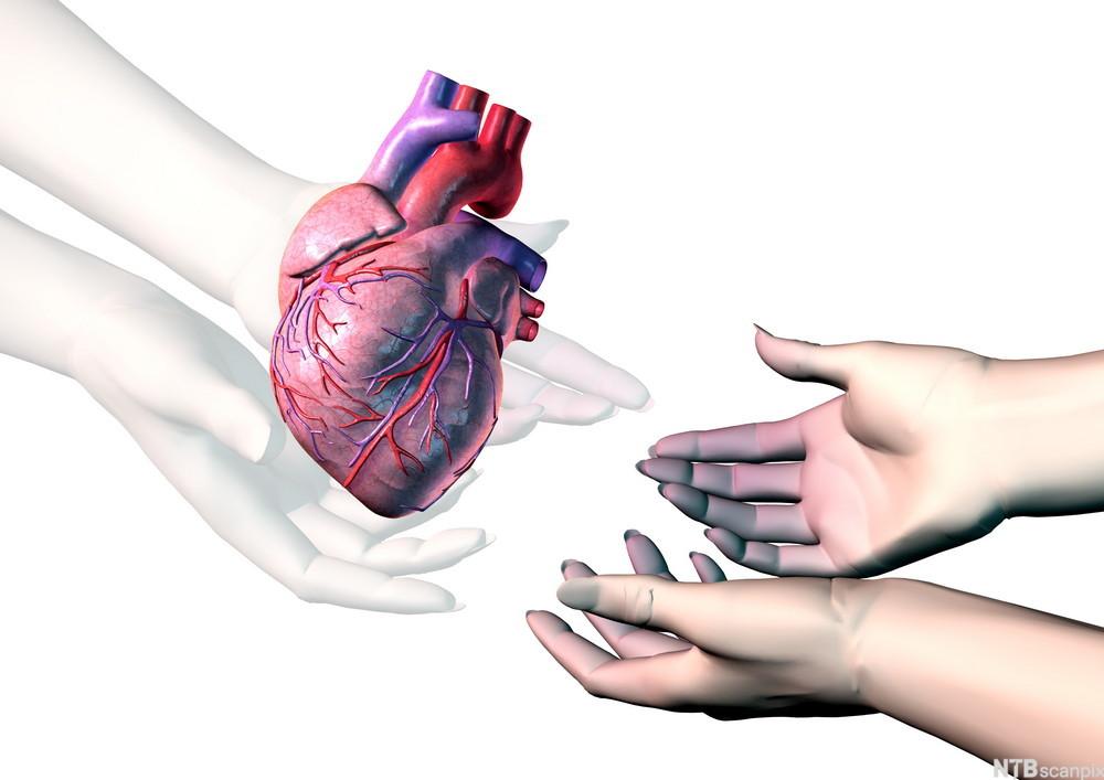 Gjennomsiktige hender gir et frisk hjerte til to hender som er blåaktige.