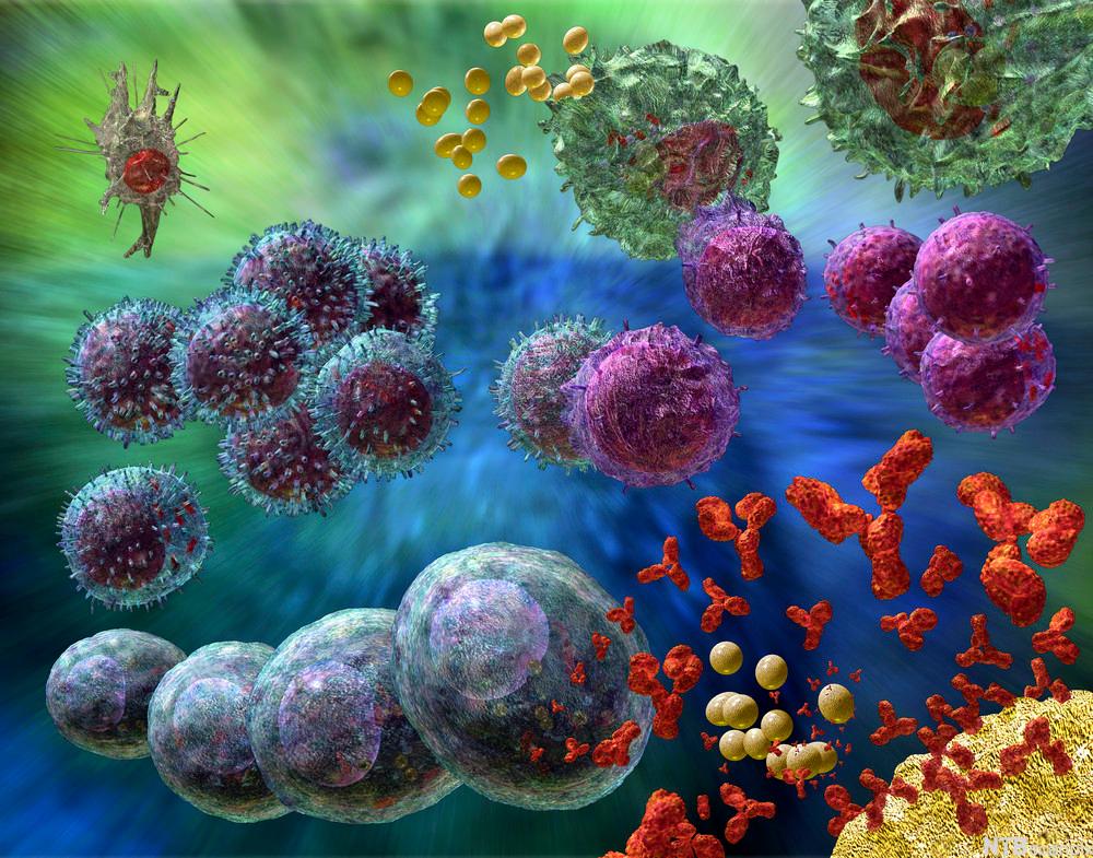 Teikning av celleaktivert immunrespons der mange celletypar er involverte. Illustrasjon.